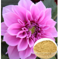 camellia japonica extract / Common Camellia Extract / Camellia sinensis extract